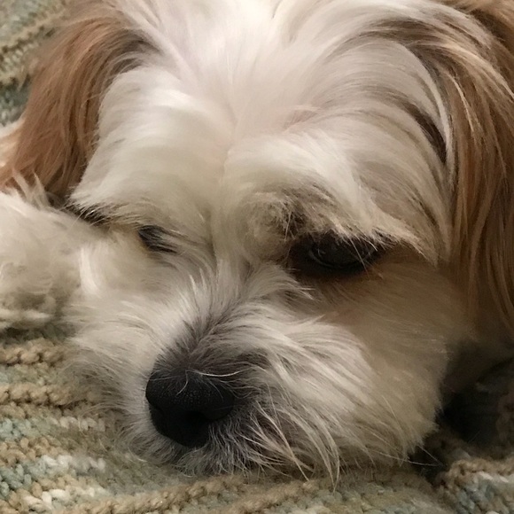 Meet your Posher, Lori - Picture 1 of 1